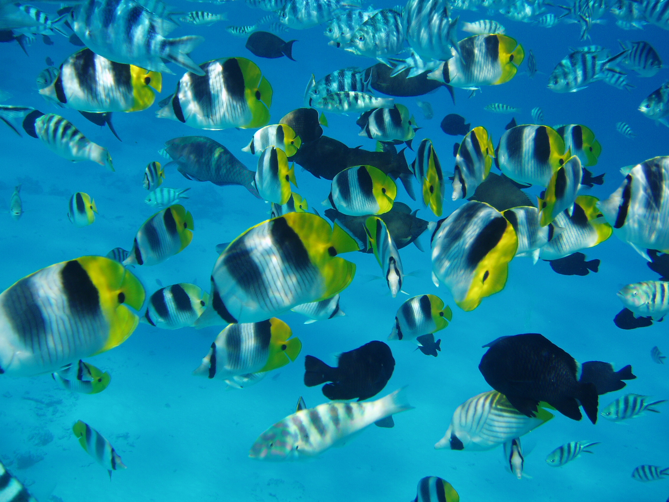 poissons-polynesiens-photo